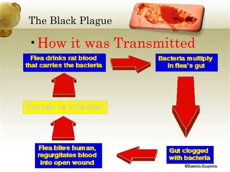 Ppt The Black Plague Powerpoint Presentation Free Download Id5830523