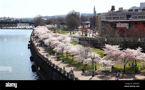 Editorial Image Portland Oregon 31 March 2021 Cherry Blossoms On