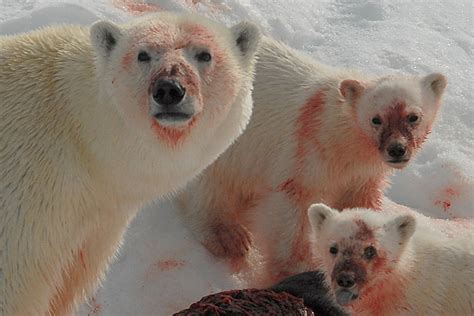 Camels only have one or 2 humps depending on the kind of camel but if it is pregnate it's belly would bump out creating a 3 humped camel. pictures of polar bears eating