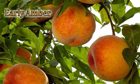 Early Amber Peach Louies Nursery