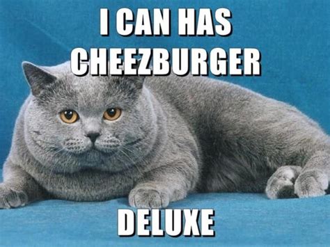 What Kind Of Cat Is The I Can Has Cheezburger Cat Beaconpet