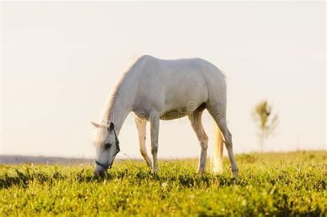 Young White Horse Eating Grass From A Field Stock Photo Image Of