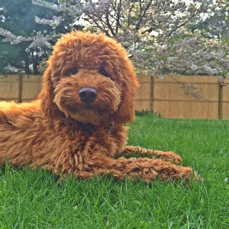 First bred in 1988 by and an australian breeder, the mini labradoodle is a cross between a miniature poodle and a labrador retriever. 27 New Labradoodle Puppies For Sale Near Me | Puppy Photos