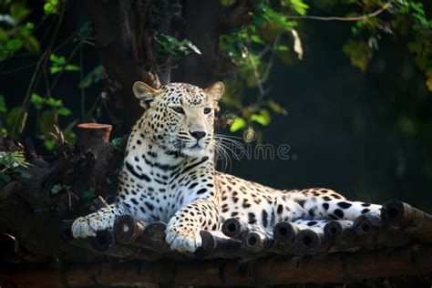 Resting Jaguar Stock Photo Image Of Wild Predator Natural 61761564