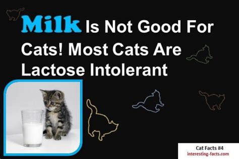 Why Do Cats Like Milk If They Are Lactose Intolerant