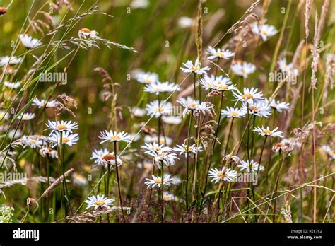 Wildflower Meadow Oxeye Daisy Stock Photo Alamy
