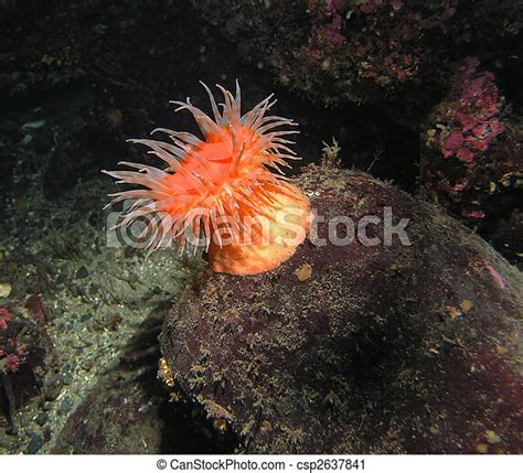 Swimming Anemone Stomphia Didemon A Beautiful Sea Anemone