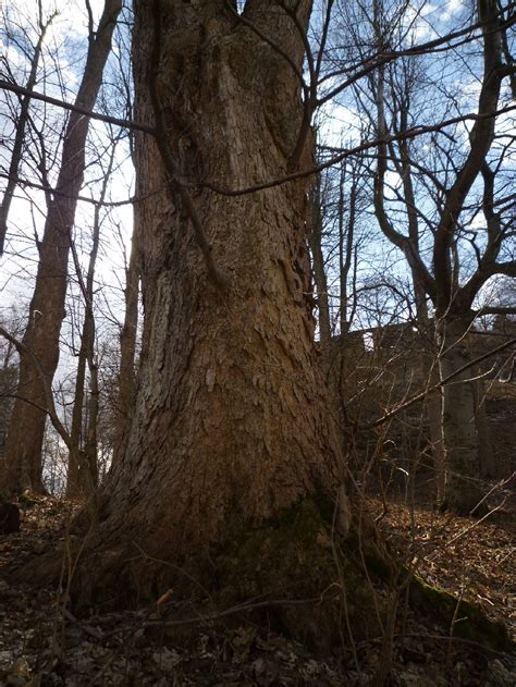 Oldest Trees Najstarsze Drzewa Z Cyklu Drzewa Zamkowe From The