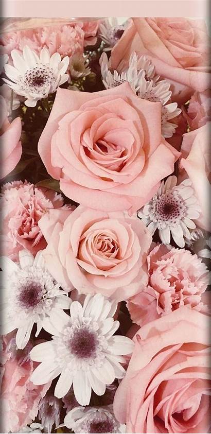 Aesthetic Pink Wallpapers Rose Roses Iphone Backgrounds