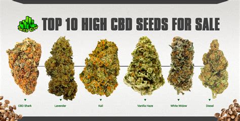 Top 10 High Cbd Seeds For Sale In 2022 The European Business Review