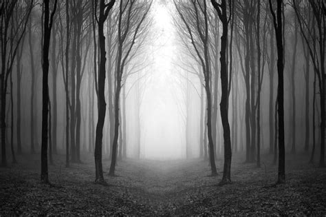 Dark Woods Moody Black And White Forest Photo Print Wall