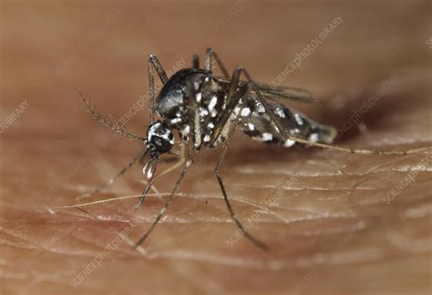 Asian Tiger Mosquito Stock Image Z3410307 Science Photo Library