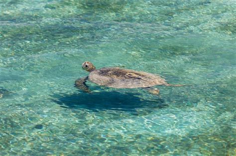 Premium Photo Turtle Swimming In Crystal Clear Lagoon