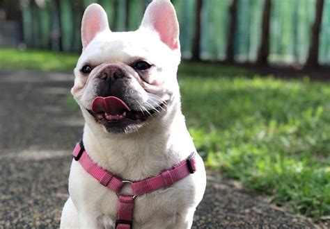 French Bulldog Breed Information Guide Quirks Pictures Personality
