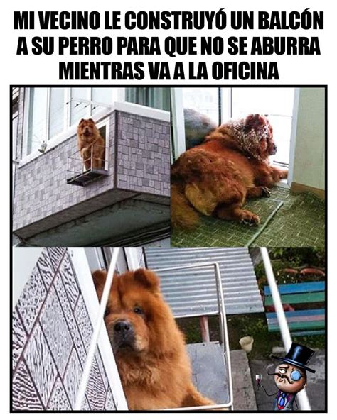 Mi Vecino Le Construyó Un Balcón A Su Perro Para Que No Se Aburra