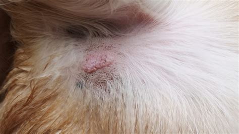 Mast Cell Tumor In Dogs Mastocytoma Signs Treatment