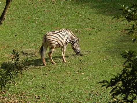Free Images Wildlife Jungle Fauna Zebra Vertebrate Horse Like