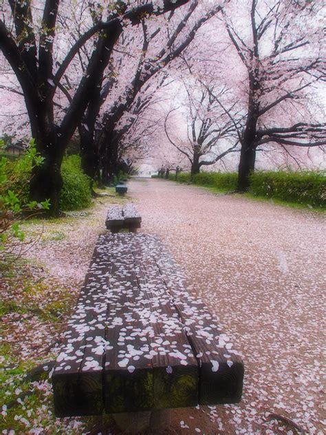 After The Rain By Kaz Watanabe On 500px Japan Sakura Blossom Trees