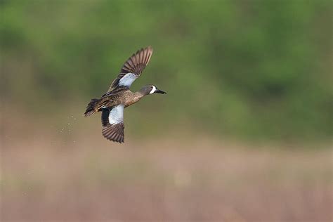Blue Winged Teal In Flight Photograph By Ronnie Maum