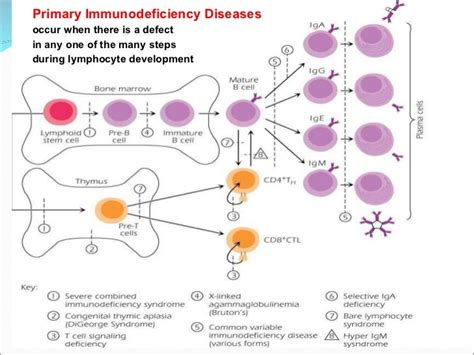 Primary Immunodeficiency Diseases On Meducation