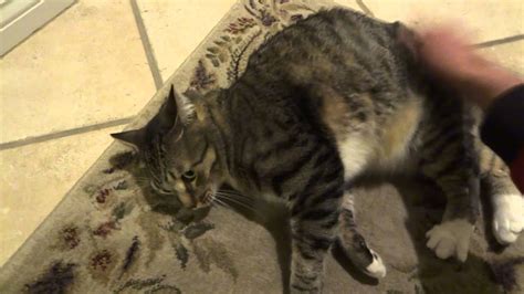 Cats Funny Cute Video Spanking Cat Loves Spankings Its His Daily Dose