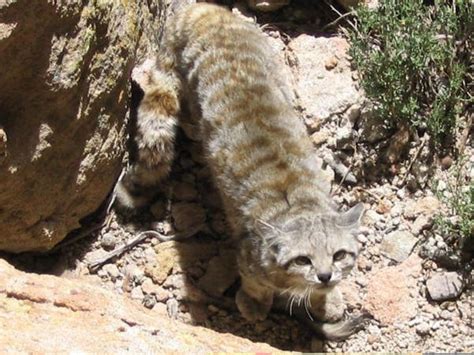 Andean Mountain Cat Argentina Whitley Award