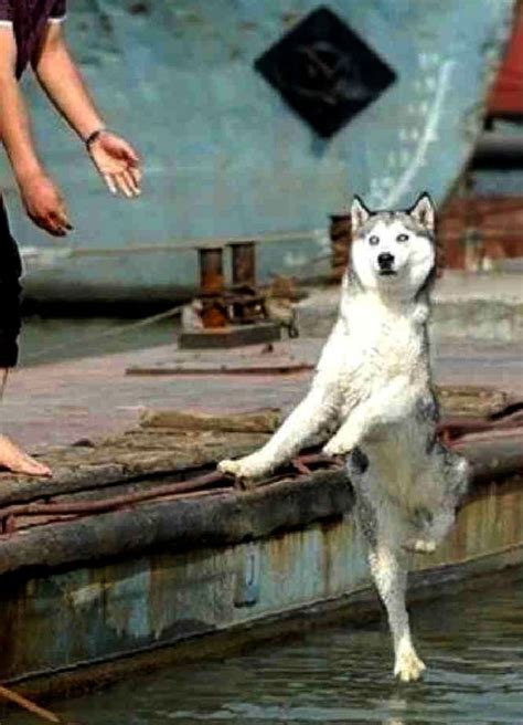 Rank The Top 13 Perfectly Timed Dog Photos Playbuzz