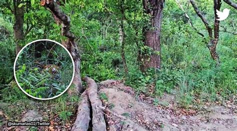 Can You Spot A Tiger Hidden In The Bushes In This Video Indian
