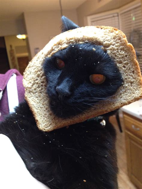 My Brother Totally Just Breaded Our Cat Lol Cat Bread Cats Funny