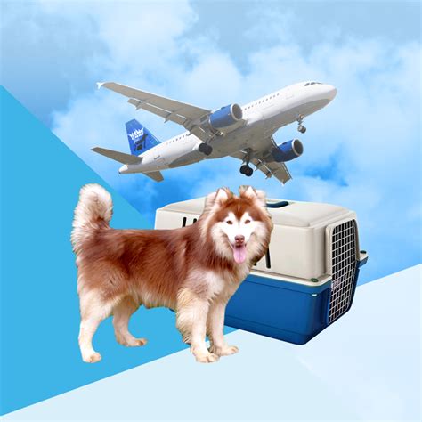 Find list of logistics companies in pune with comparing free quotes from the verified logistics companies, air cargo companies with charges and rates. Services - Kingchaypets