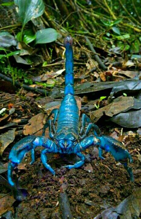 Blue Emperor Scorpion Scorpions Are Arthropods That Belong To The