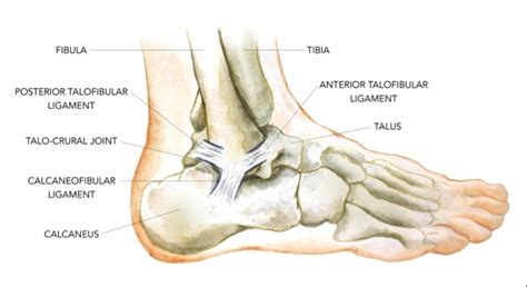 Sports Injury Bulletin Anatomy Masterclass On Ankle Injury Part I
