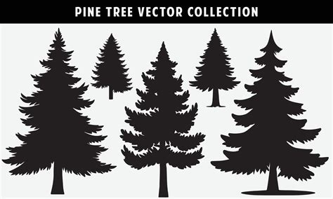 Set Of Pine Trees Silhouettes Vector Graphics For Design