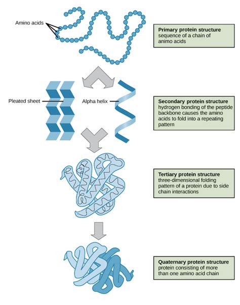 orders of protein structure proteins macromolecules biology khan academy biología