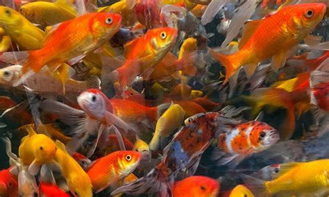 5 Arti Mimpi Melihat Ikan Banyak Menurut Ilmu Tafsir