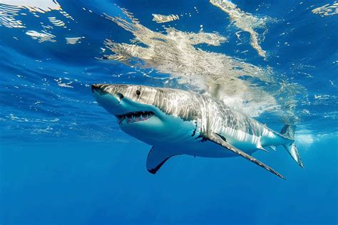 Decoding The Mysterious Movements Of South Africas Great White Sharks