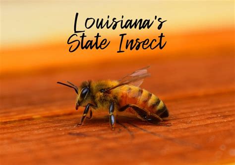 State Insect Of Louisiana Lesson The Western Honeybee Owlcation