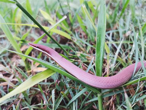 Snake Identification Sunshine Coast Snakes Snake Rescue