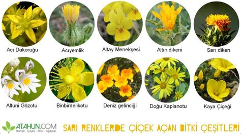 Bunt Marker Aussprechen çiçek resmi ve isimleri Täglich Idiom Fein