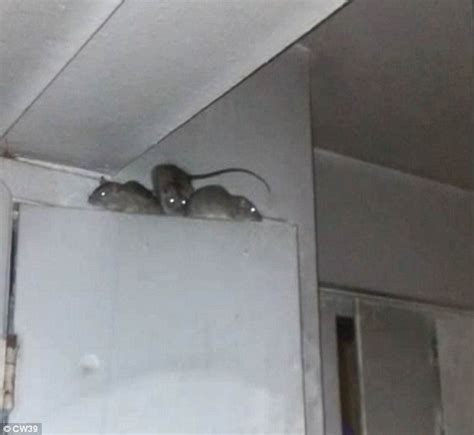 Woman Says Her Apartment Has Become Infested By Rats And That Her