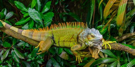 Iguana What Is It Types Examples Diet And Characteristics