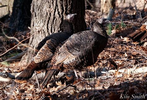 Wild Turkeys Massachusetts 8 Copyright Kim Smith Kim Smith Films
