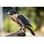 Peregrine Falcon  Lindsay Wildlife Experience