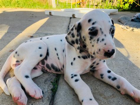 Dalmatian Puppies For Sale San Diego Ca 304810