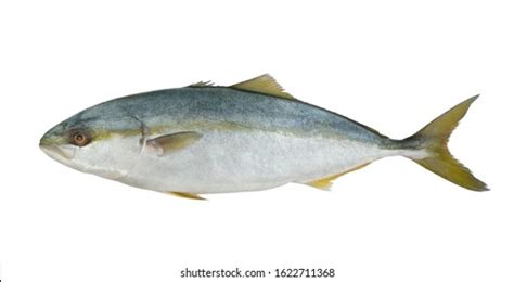 1032 Yellowtail Amberjack Fish Images Stock Photos And Vectors
