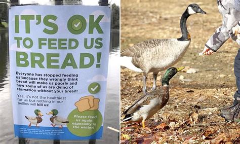 Row Breaks Out After Official Looking Sign Over Feeding Bread To Ducks Daily Mail Online