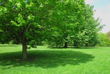 Fast growing shade trees california. Fast-Growing Shade Trees That Won't Destroy Hardscape ...