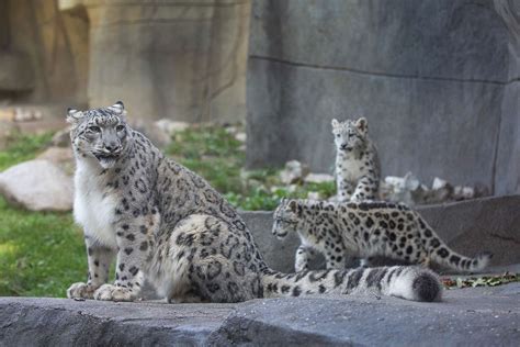 Snow Leopard Cubs Make Public Debut At Bronx Zoo