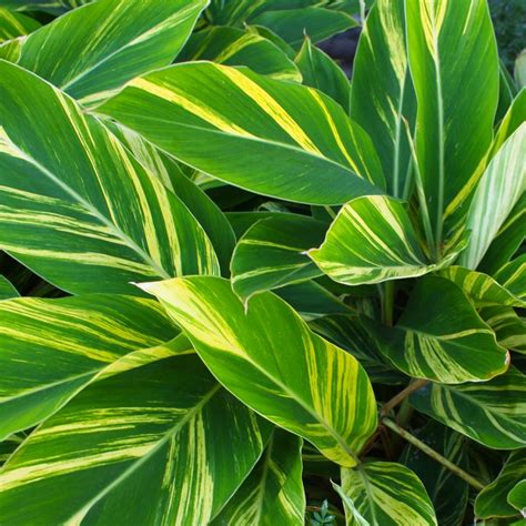 Alpinia Zerumbet Variegata Variegated Gingershell Ginger From Prides