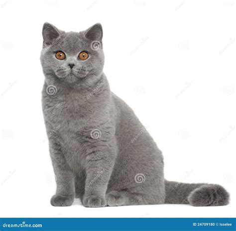 Portrait Of British Shorthair Cat Stock Photo Image Of Portrait